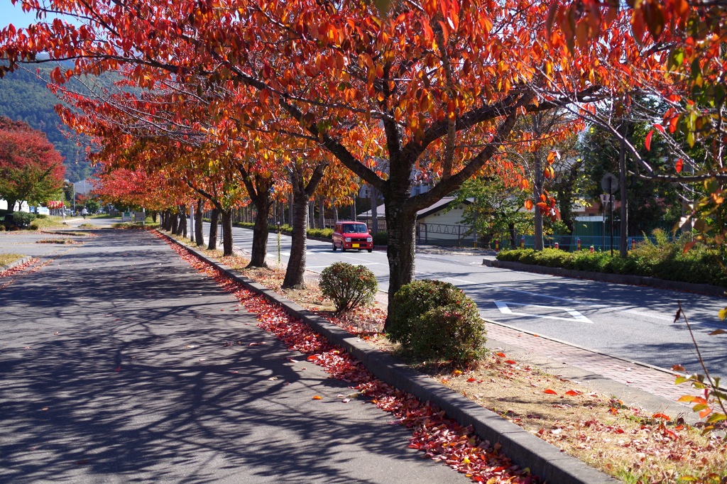 紅葉_桜とラパン
