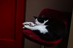 cat_330　ここが一番にゃ