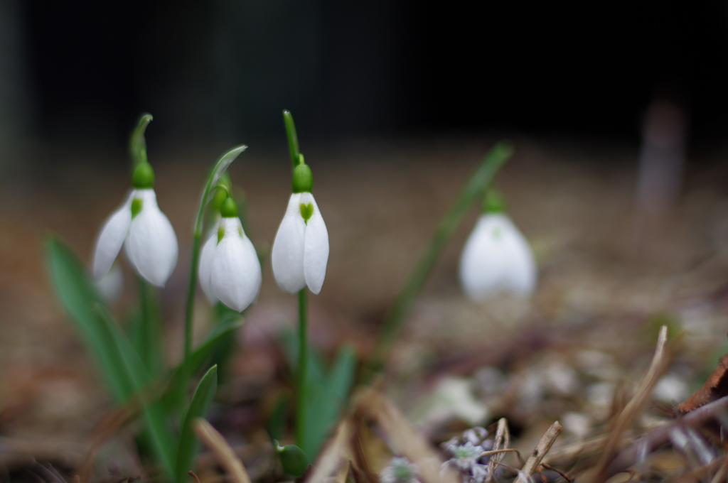 snowdrop