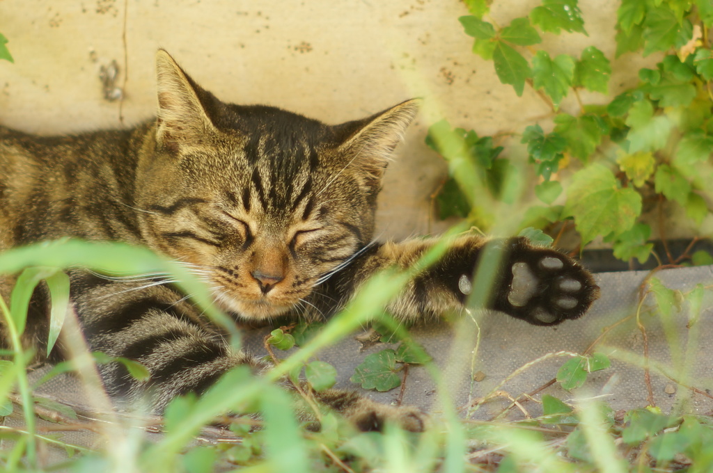 cat_91  やっぱり眠いにゃ