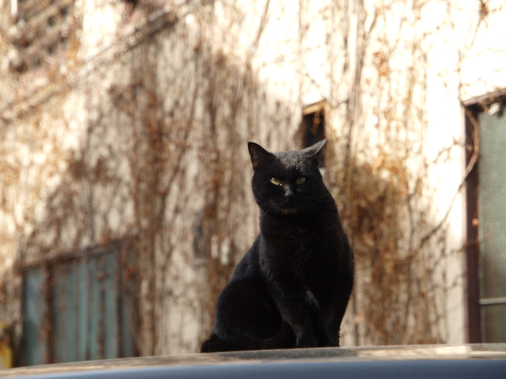 cat_466　冬の黒猫