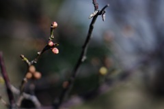 春に向かって_1