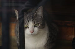 cat_223　1年半振りに