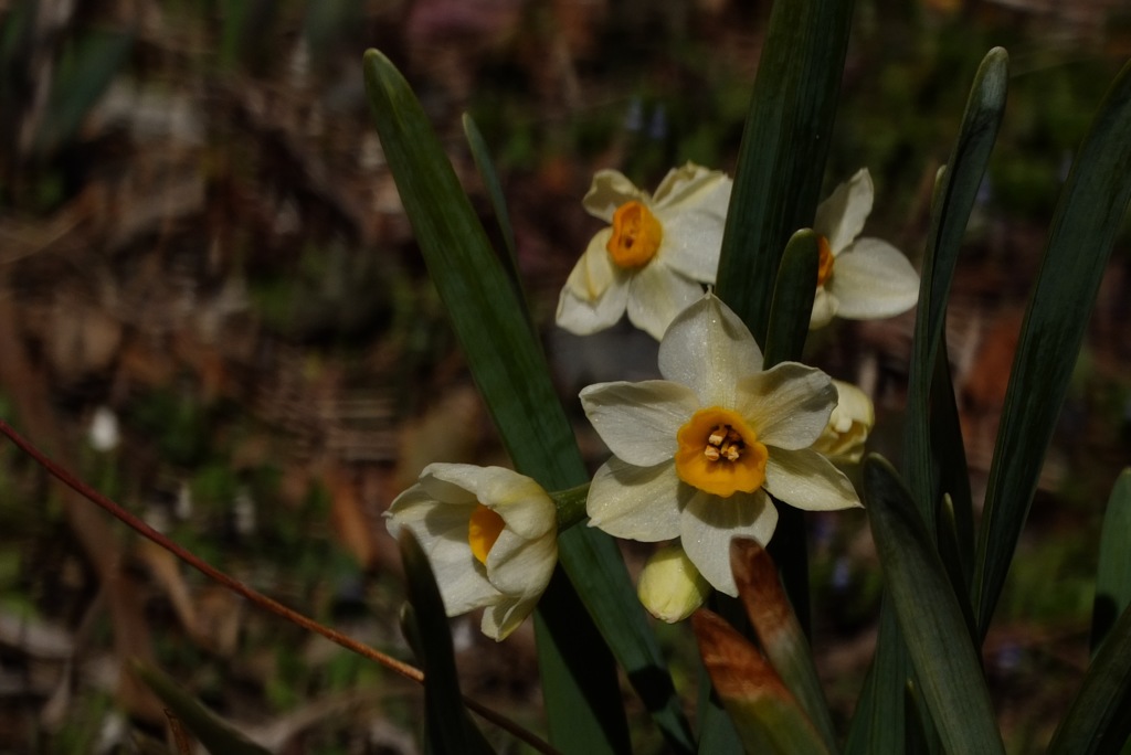 小さなスイセン