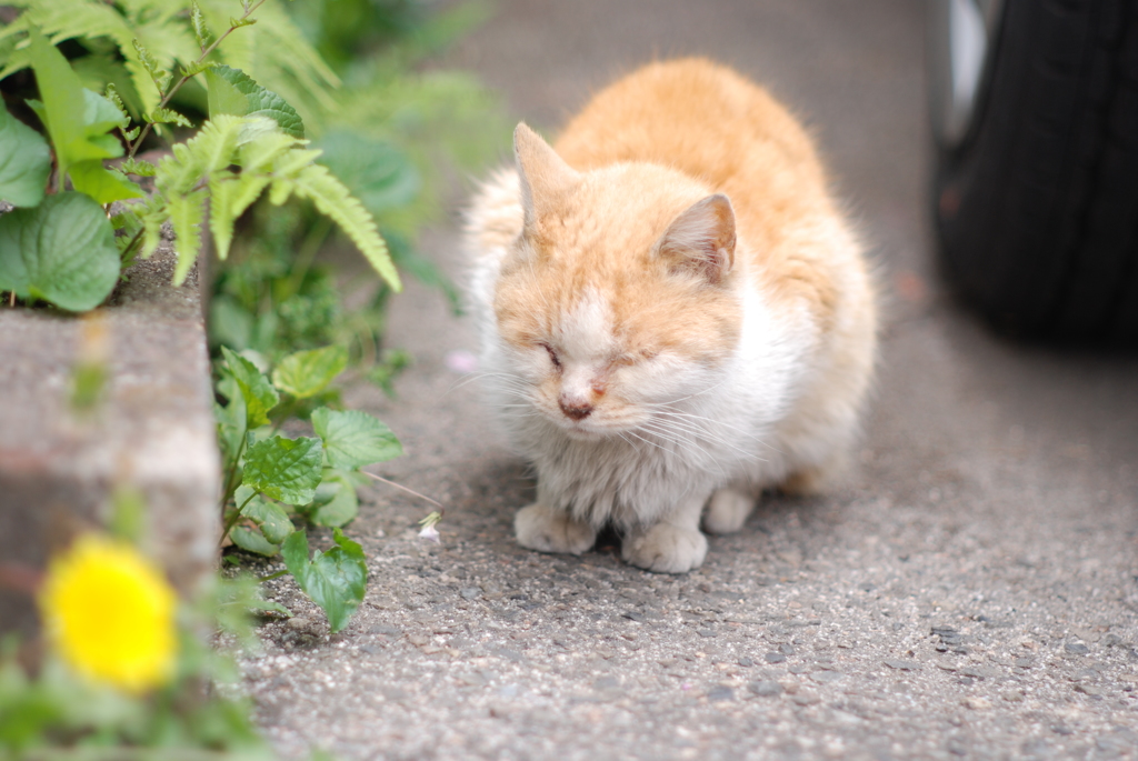 cat_273　駐車場にて