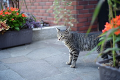 cat_349