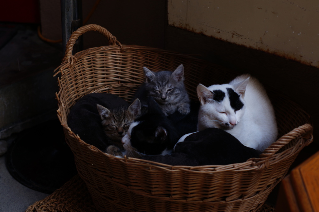 cat_121  一緒なら寒くないにゃ