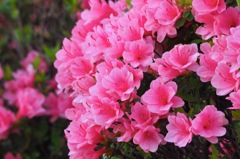 キリシマツツジかな_MZD75-300