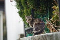 ペロッ