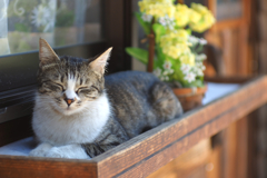 cat_32