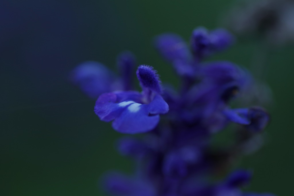 3_Blue salvia