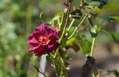 ブラックゴールド_1