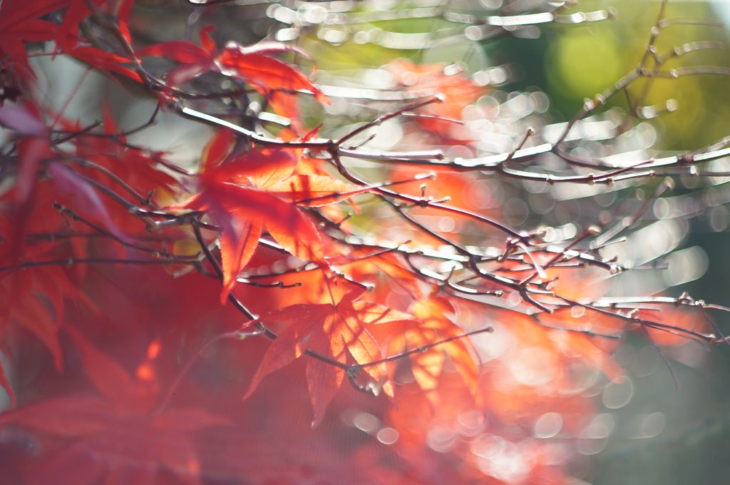 紅葉_2