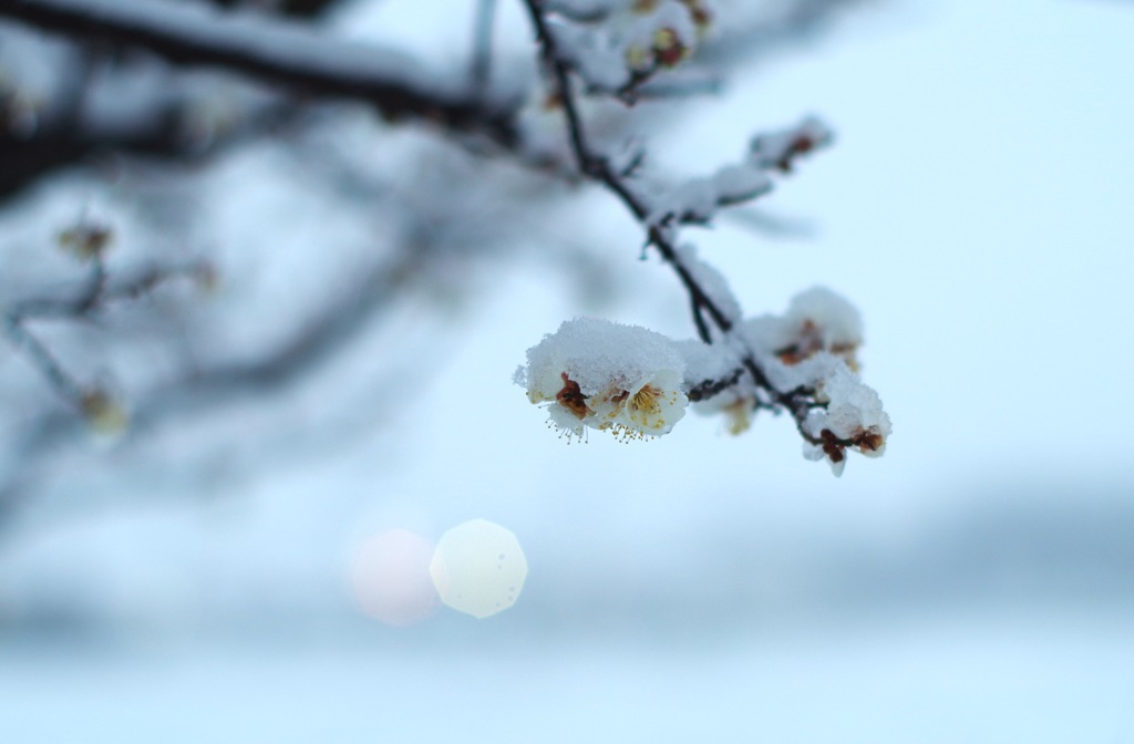 梅と雪