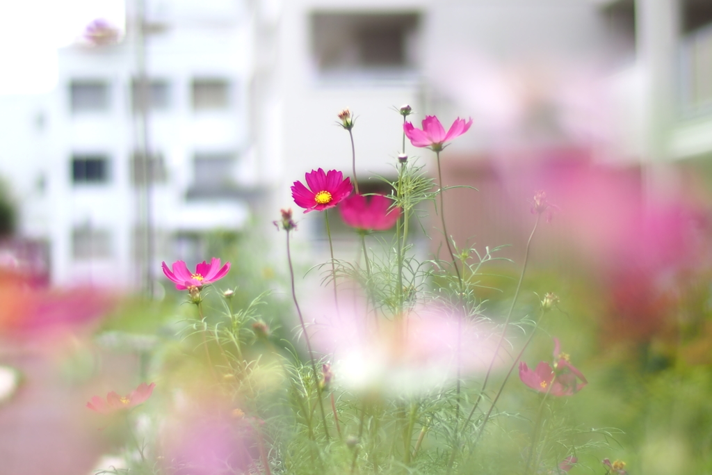コスモス咲く街