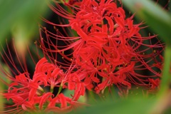 彼岸花_5
