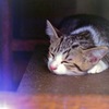 子猫3_フィルムにて