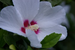 ヒノマルムクゲ