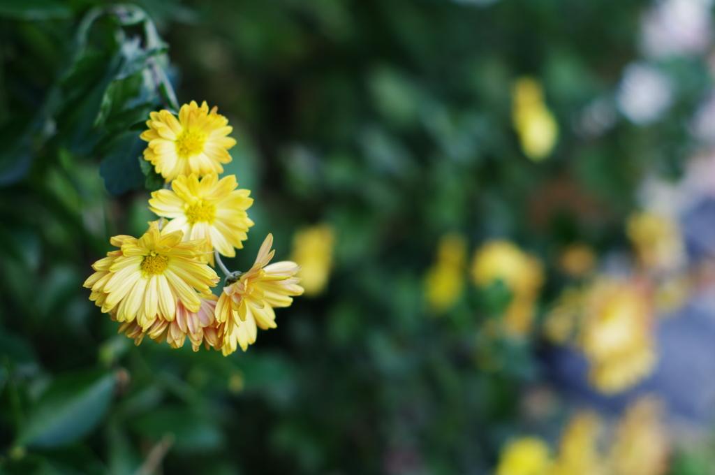 菊