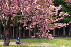 八重桜のある風景_T90