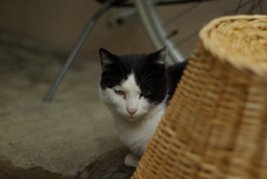 cat_411　最近つれない