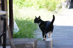 cat_76