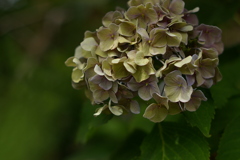 紫陽花_43