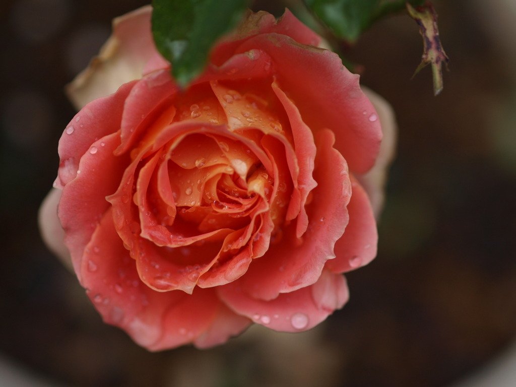 冬薔薇_2