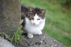 cat_406　初めまして