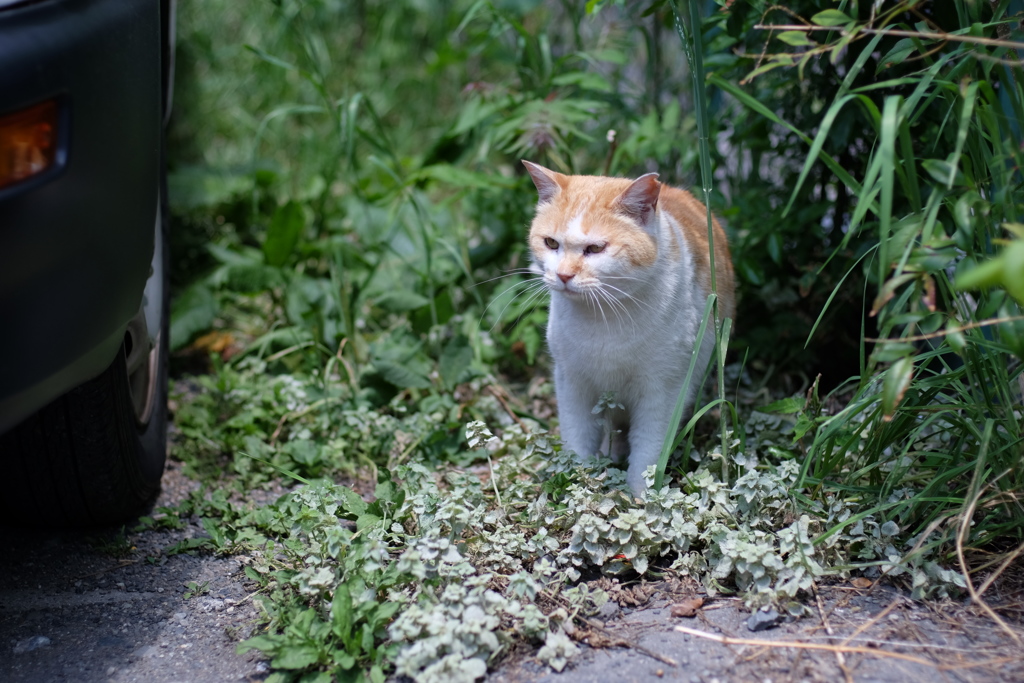 cat_279　駐車場の片隅で