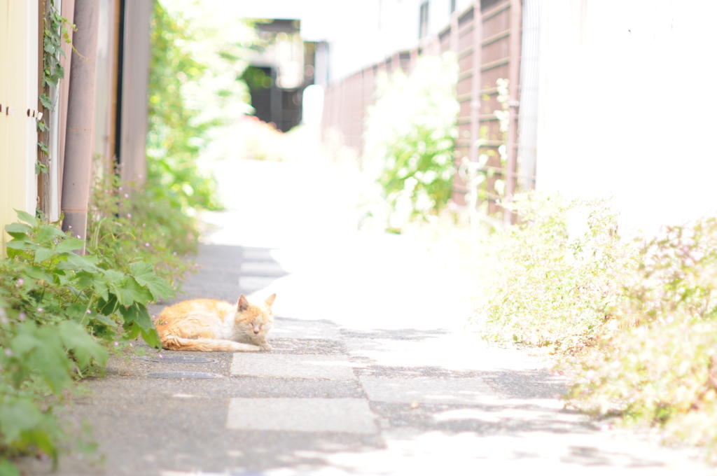 cat_297　路地裏にて