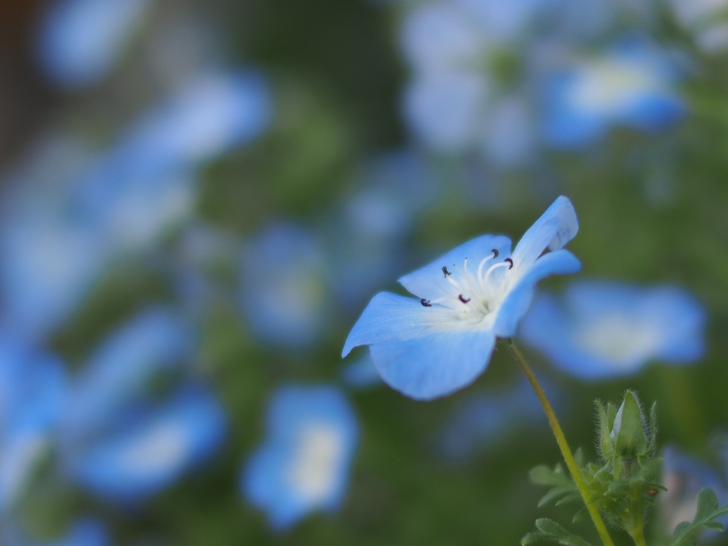 ネモフィラ_2