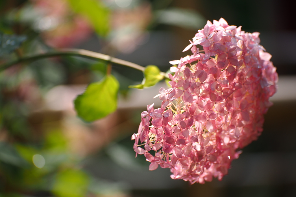 紫陽花_33