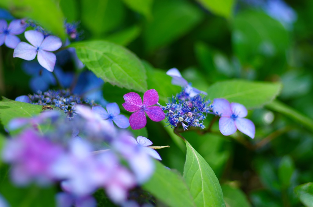 紫陽花_2