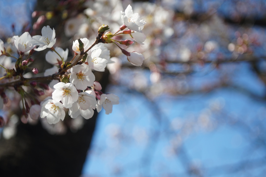 桜咲く_5