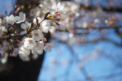 桜咲く_5