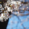桜咲く_5
