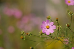 M120試し撮り_秋桜