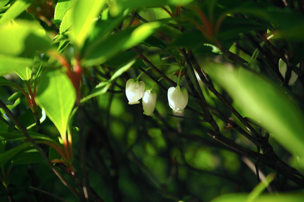 ドウダンツツジ_2