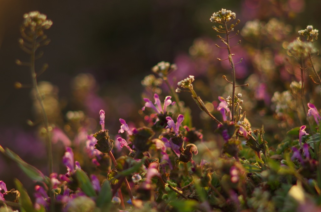 ホトケノザとナズナ
