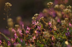 ホトケノザとナズナ