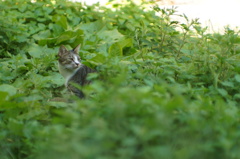 cat_428　空き地にて