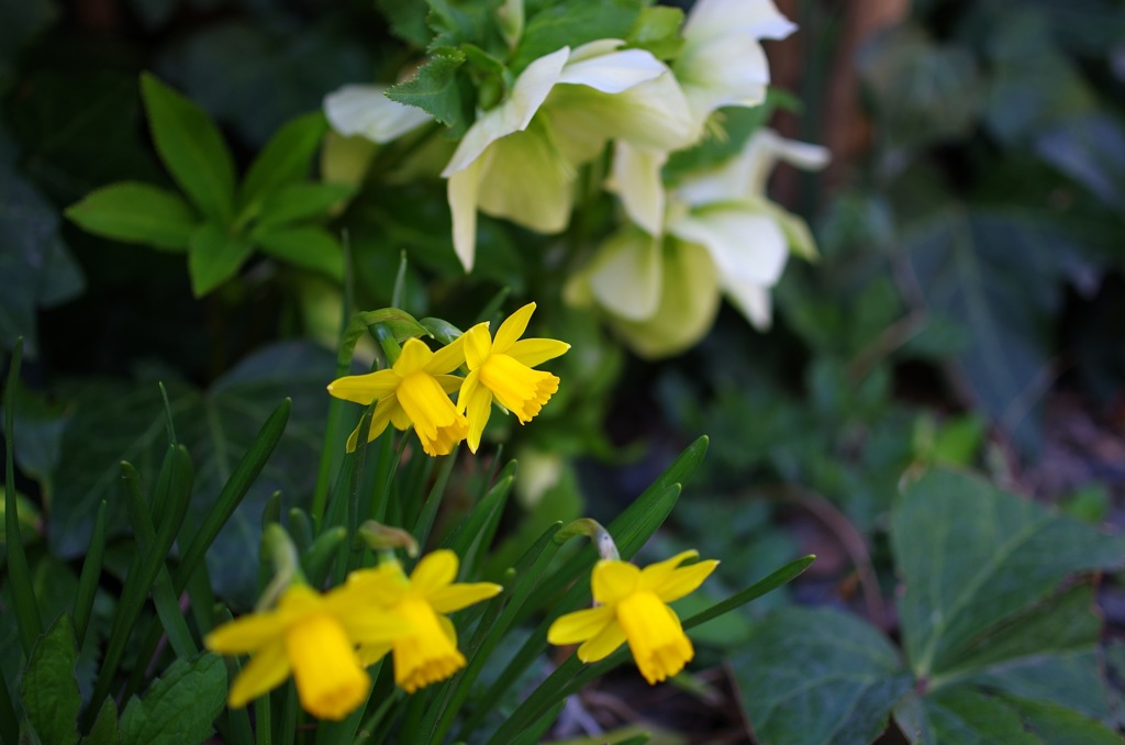 水仙とクリスマスローズ
