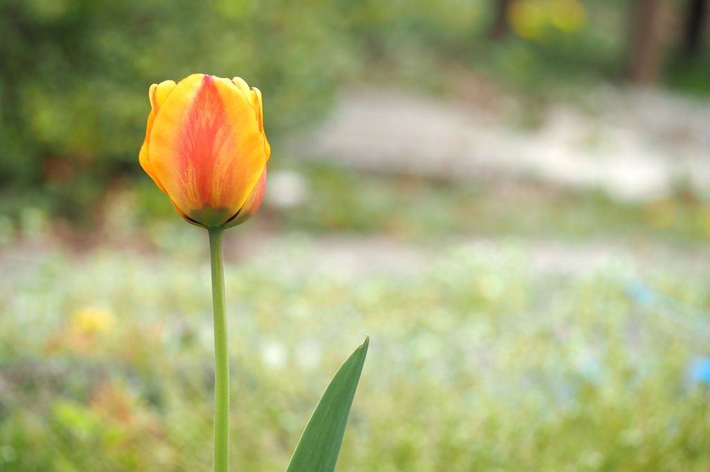 チューリップ_1