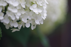 紫陽花_14　アナベル