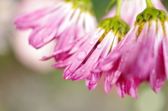 菊_1