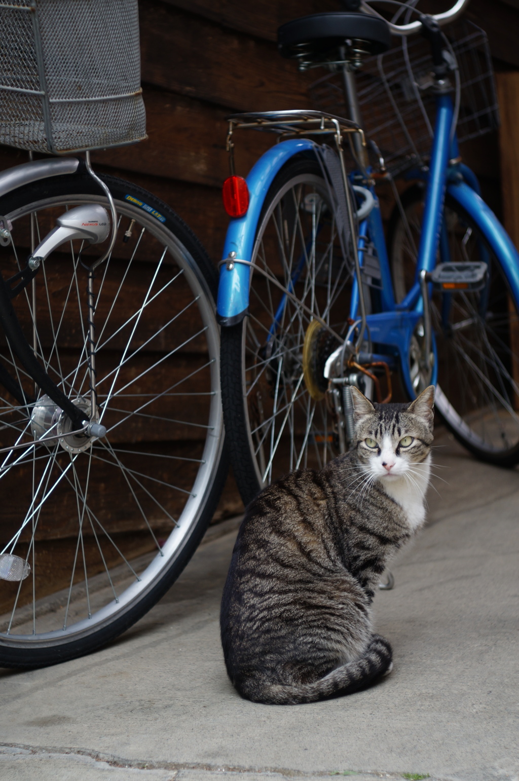 cat_552　美青年