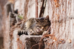 cat_229　微睡