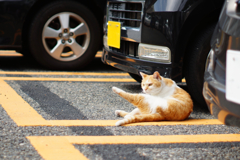 cat_131  駐車場にて
