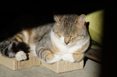cat_137